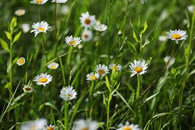Chamomile Flower Summer grass