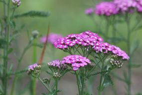 Yarrow, Achillea, pink wildflowers