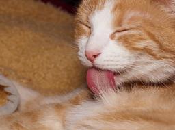 Cat Fur red