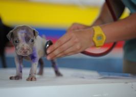 medical care for puppy