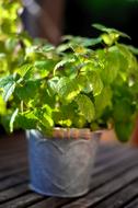 Beautiful green peppermint in the pot in light