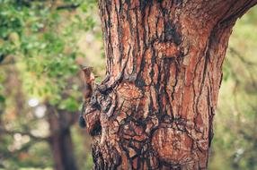photo of a cute squirrel on a tree trunk in a park