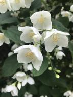 Jasmine white green