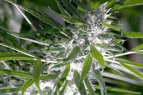 Fairy Godmother Cannabis