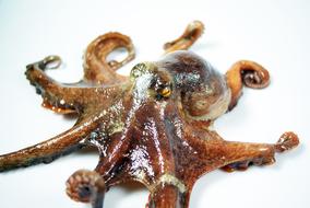 Sea Octopus