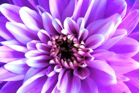 Purple dahlia, center of Flower close up