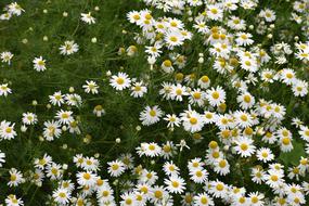 white Daisies wildflowers on a meadow