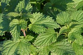 green mint herb