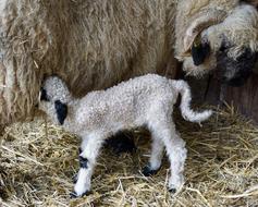 Black Nosed Sheep