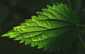 green nettle leaf on black background