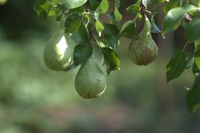 green conference pears on a branch