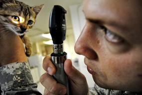 Kitten Veterinarian help