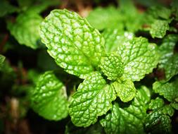 Mint Leaves close up