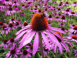 amazing Echinacea Flower