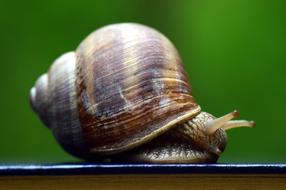 magnificent Shell Mollusk