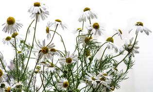 Chamomile Flowers close up