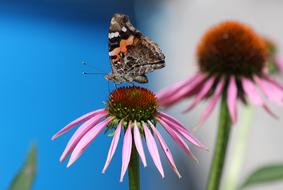 Butterfly and Echinacea Flower