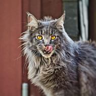 ruffled cat licks