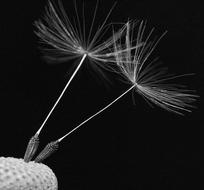 macro photo of two dandelion seeds on a black background