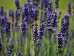ravishing Lavender Flowers