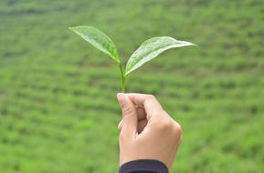 Tea Leaf in Hand