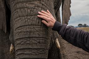 Elephant Skin Care