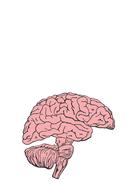 painted pink brain on a white sheet