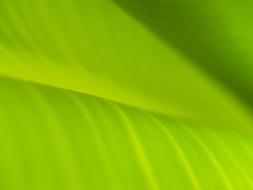 Background Banana Leaves