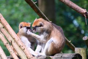 Monkey taking care for her mate