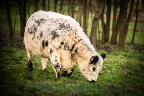 white and black cattle grazing at forest