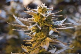 macro photo of marijuana in a pot
