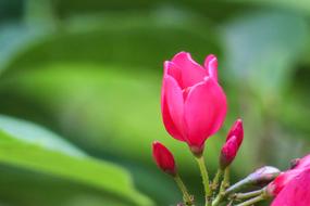 pink Tea Flowers Health