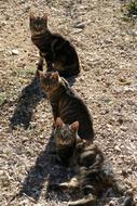 three cats on ground