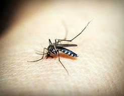 small Mosquito Malaria