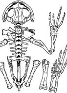 skeleton frog bones as a drawing