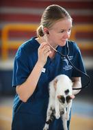 veterinarian listens to cat with stethoscope