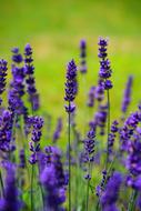 amazing Lavender Flowers