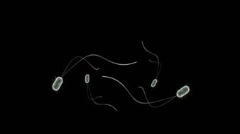 drawn white bacteria on a black background