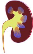 renal medical illustration drawing