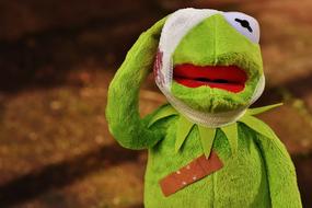 portrait of Injured Kermit frog, soft toy with bandage on head