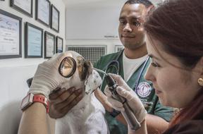 pet at the vet