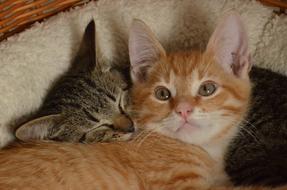 red and grey Kittens resting together