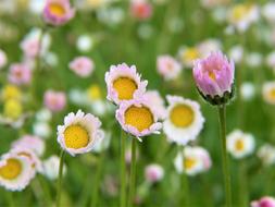 Daisy Flowers close