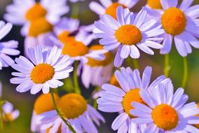 Chamomile Medicinal
