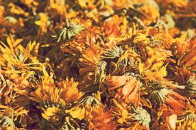 Dried Dandelion flowers