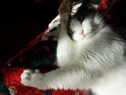 black and white cat lies in the sun