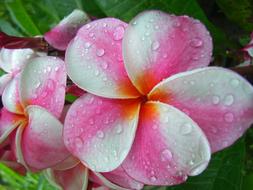 tropical colorful flowers in water drops close up