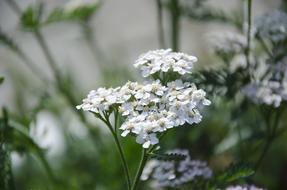 Yarrow Medicine flowers