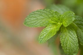 Plant Tea Mint green