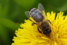 Bee and Flower Yellow